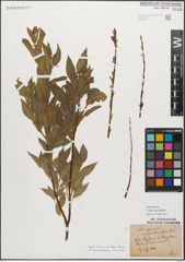 Foto von Salix myrsinifolia Salisb.